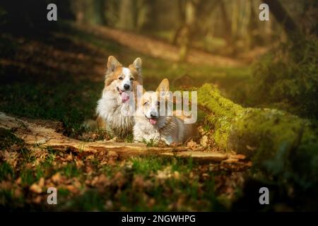 Dos perros Pembroke Welsh Corgi están en medio de un hermoso bosque. Polonia Foto de stock
