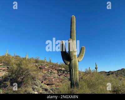 Una mujer es eclipsado por un cacto saguaro. El saguaro es un cactus con  forma de árbol que puede llegar a tener más de 70 pies (21 m) de altura. Es  nativo