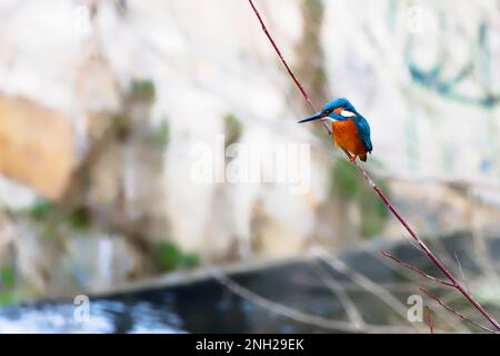 kingfisher sentado en una pequeña rama sobre el agua Foto de stock