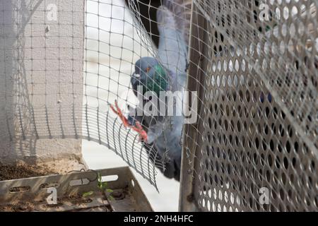 Una paloma vuela en el balcón de una casa protegida por una malla protectora,  centrada en la malla Fotografía de stock - Alamy