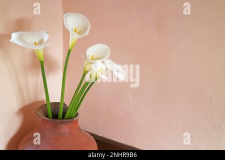 Hermosas flores blancas de lirio de calla en un viejo jarrón de Clayware Foto de stock