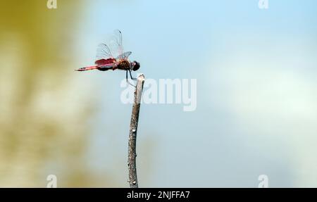 Las alas claras indican que esta atractiva libélula del este de Amberwing es un macho. El fondo desenfocado variable complementa el color rojo o ámbar Foto de stock