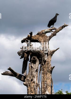 Un buitre negro se sienta en lo alto de un árbol muerto en busca de presas cerca de Nosara en Costa Rica Foto de stock
