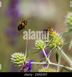 Abeja en flores de eryngium. La abeja poliniza una flor en el jardín. Foto de stock