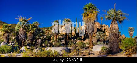 Palmera de abanico de California (Washingtonia filifera) y palmeras, Baja, California, EE.UU Foto de stock