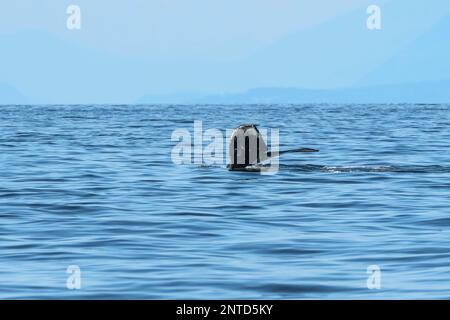 Ballena jorobada, Megaptera novaeangliae, Mar de Salish, Columbia Británica, Canadá Foto de stock