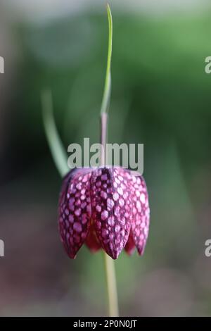 Fritillaria meleagris, comúnmente conocido como lirio cabeza de serpiente, narciso a cuadros, lirio a cuadros o flor de ajedrez, flor de primavera de Finlandia Foto de stock
