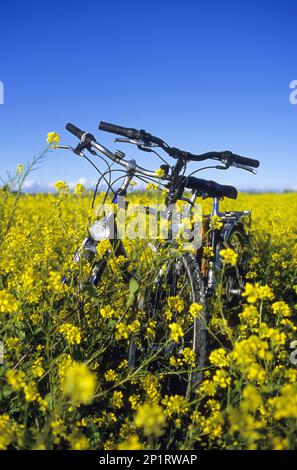 Francia, Charente Marítimo (17) Re isla, pueblo de Sainte Marie de Re, bicicletas en un campo de colza Foto de stock