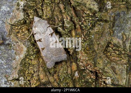 Otoño rústico (Eugnorisma glareosa) adulto, descansando en la corteza del árbol, Powys, Gales, Reino Unido Foto de stock