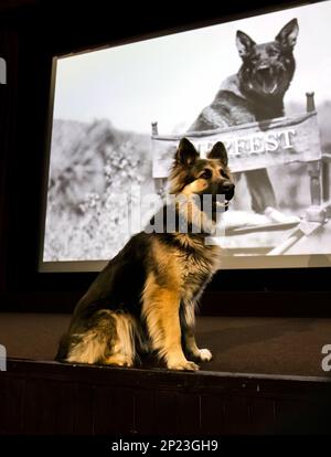Rin Tn Tin Pastor alemán o perro alsaciano se parecen en el lanzamiento del HippFest, Hippodrome Cinema, Bo'Ness, Escocia, Reino Unido Foto de stock