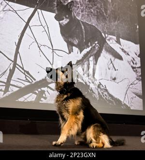 El perro pastor alemán de Rin Tn Tin se parece en el lanzamiento del HippFest, Hippodrome Cinema, Bo'Ness, Escocia, Reino Unido Foto de stock