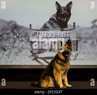 El perro pastor alemán de Rin Tn Tin se parece en el lanzamiento del HippFest, Hippodrome Cinema, Bo'Ness, Escocia, Reino Unido Foto de stock
