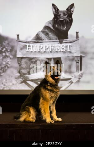 Rin Tn Tin Pastor alemán o perro alsaciano se parecen en el lanzamiento del HippFest, Hippodrome Cinema, Bo'Ness, Escocia, Reino Unido Foto de stock
