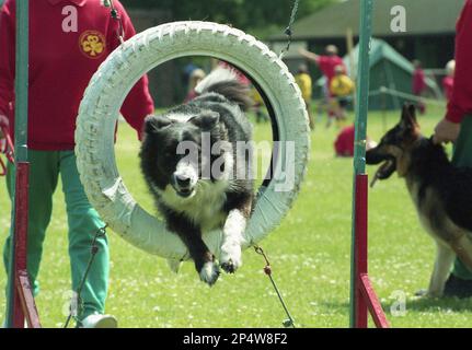 1989, verano y fuera en un campo, un perro de border collie saltando a través de un aro, un viejo neumático pintado, durante una exposición canina, Inglaterra, Reino Unido. Foto de stock