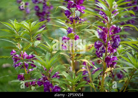 bunga pacar air o impatiens balsamina floreciendo maravillosamente en un jardín, una planta ornamental de Asia que se puede utilizar como medicina herbal y uñas Foto de stock