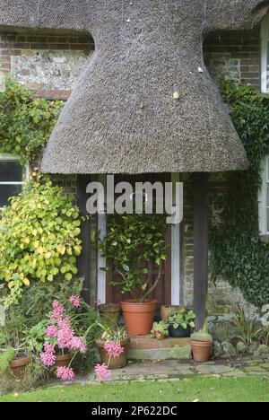Porche de techo de paja en la antigua casa de campo inglesa con flores rosadas y plantas en macetas Foto de stock