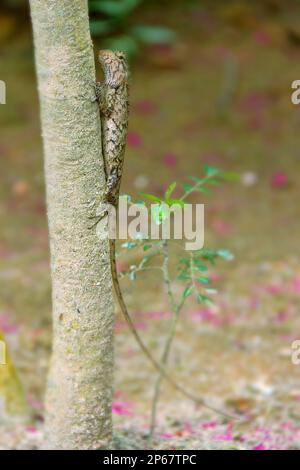 El lagarto se esconde en una posición vertical en un árbol. Agamidae de Sri Lanka, meseta central. Lagarto probablemente variable Calotes liolepis Foto de stock