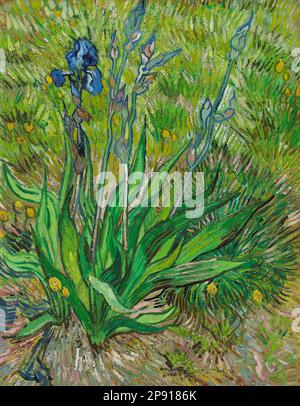 Iris Mayo 1889 por Vincent van Gogh Foto de stock