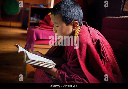 Puya,joven monje orando, en DIP Tse Chok Ling Monasterio.McLeod Ganj, Dharamsala, estado de Himachal Pradesh, India, Asia Foto de stock