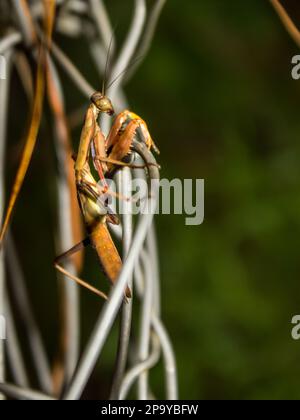 Una oración africana de color marrón, Mantis, Miomantis caffra, en una valla de acero, en una de las plantaciones en Magoebaskloof, Sudáfrica Foto de stock