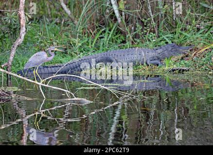 Gran garza azul y cocodrilo - Florida Foto de stock