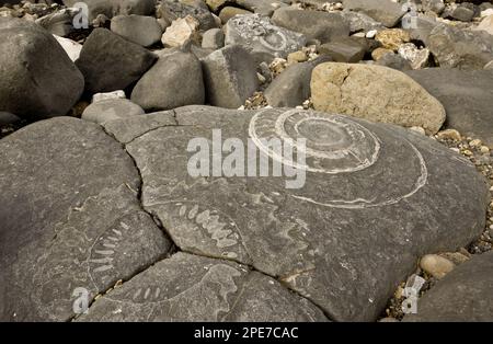 Fósiles de ammonita expuestos en roca en la playa, cerca de Lyme Regis, Jurassic Coast World Heritage Site, Dorset, Inglaterra, Reino Unido Foto de stock