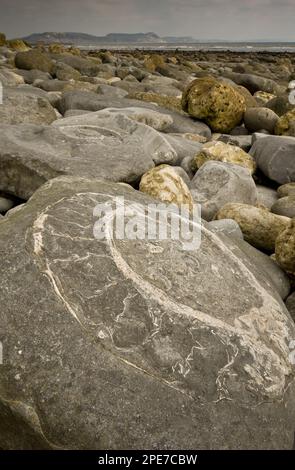Fósiles de ammonita expuestos en roca en la playa, cerca de Lyme Regis, Jurassic Coast World Heritage Site, Dorset, Inglaterra, Reino Unido Foto de stock
