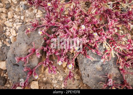 Plantas Suculentas en piedra volcánica de Fuerteventura, Islas Canarias,  España Fotografía de stock - Alamy