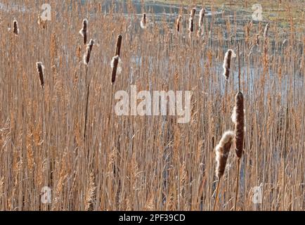 Picos maduros de bulrush común, liberando aquenes esponjosos, en un campo de juncos Foto de stock