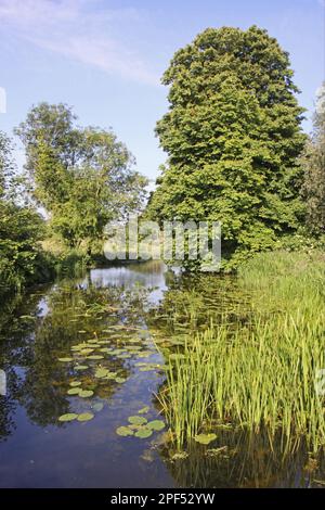 Hábitat del río con los nenúfares y el árbol del castaño del caballo de la ribera (Aesculus hippocastanum), río Brett, Layham, Suffolk, Inglaterra, Reino Unido Foto de stock