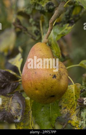 Deformidad del fruto en la pera europea común (Pyrus communis), 'Doyenne du Comice', causada por el virus de la piedra de la pera, PSPV, Berkshire, Inglaterra, Reino Unido Foto de stock