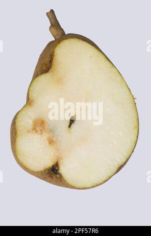 Deformidad del fruto y crecimientos duros internos en una pera Doyenne du Comice causada por el virus de la piedra de pera, PSPV Foto de stock