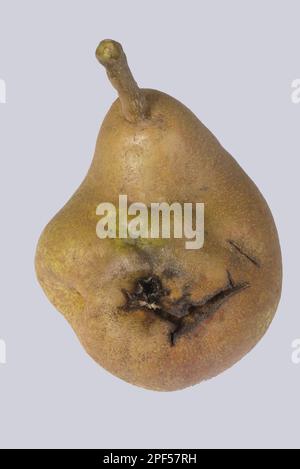 Deformidad de la fruta en la pera Doyenne du Comice causada por el virus de la piedra de la pera, PSPV Foto de stock