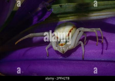 Detalle de una araña de cangrejo brillante (Misumena vatia) escondida en una flor de iris púrpura brillante en un jardín Devon. Foto de stock