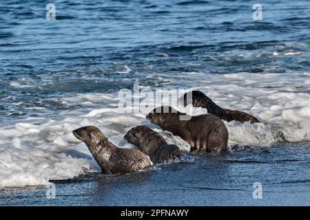Georgia del Sur, Bahía Fortuna. Sellos de piel antártica (Arctocephalus gazella) Foto de stock