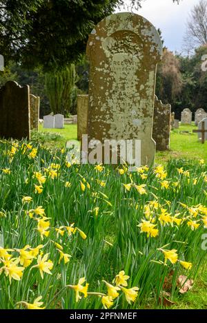 Narcisos (Narciso) en un cementerio con lápida, March, Inglaterra, Reino Unido Foto de stock
