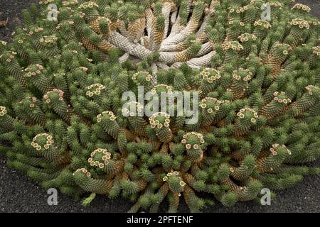 Cabeza de Medusa (Euphorbia caput-medusae), familia spurge, floración de cabeza de Medusa, endémica de Sudáfrica Foto de stock