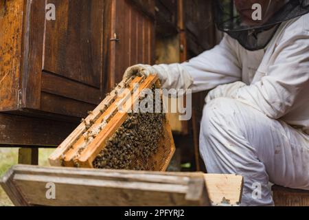 Apiarista tomando los marcos de colmena de madera de una caja de colmena y poniéndolos en el soporte del marco de apicultura, un primer plano. Concepto de producción de miel. Foto de stock