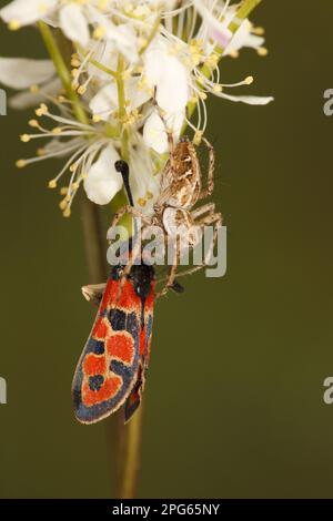 Araña (Pisaura mirabilis) adulto, alimentándose de una presa auspiciosa de la Madre Burnet (Zygaena fausta), Causse de Gramat, Macizo Central, Región del Lot Foto de stock