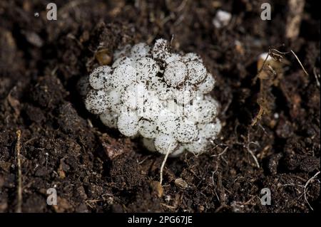 Huevos del caracol de jardín (Helix aspersa) en el suelo Foto de stock