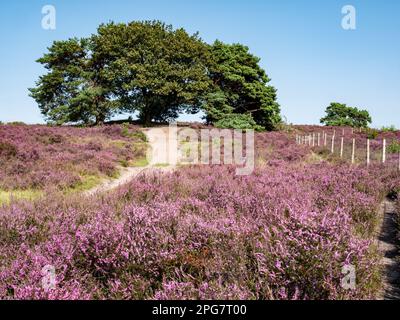 Sendero, robles y brezo en flor púrpura en la reserva natural Zuiderheide breathland, het Gooi, Países Bajos Foto de stock