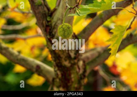 Frutos de Platanus xacerifoia, nueces peludas, recolectadas en densas infructescencias de capitate