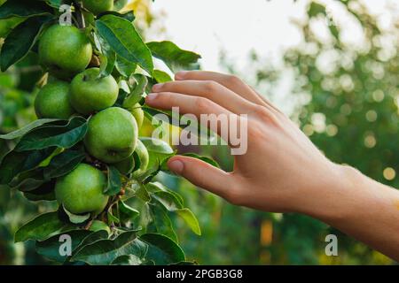 Árbol lleno de manzanas verdes en el jardín. La mano de un hombre recoge manzanas en el jardín. Cosecha de manzanas. Manos de los agricultores con manzanas recién recogidas Foto de stock