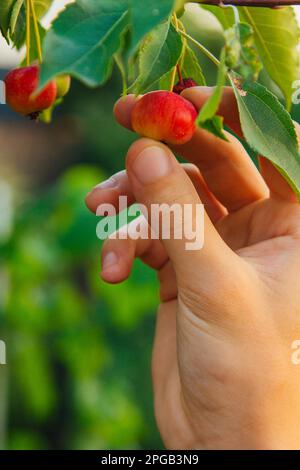 Un árbol lleno de manzanas paradisíacas en el jardín. La mano de un hombre cosecha manzanas paradisíacas. Manos de los agricultores con manzanas recién recogidas Foto de stock