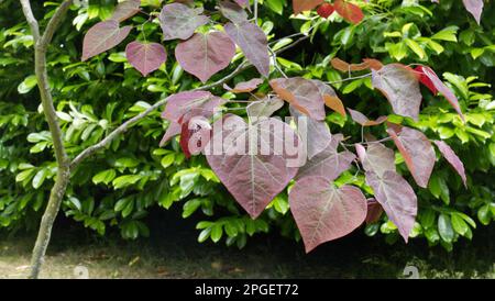 Árbol de Judas, Cercis canadensis, 'Forest pansy', Redbud oriental Foto de stock