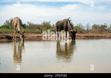 Wildebeest y Kudu Reflexiones en el pozo de riego en Botswana Foto de stock