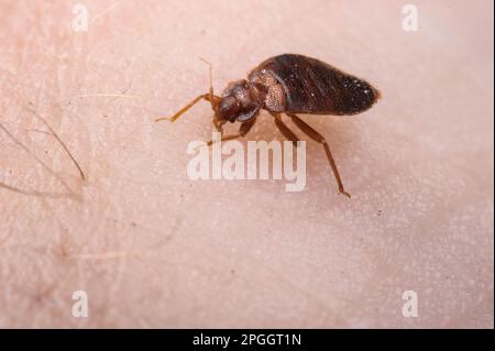 Insecto común (Cimex lectularius) adulto, chupando sangre de la piel humana, Italia Foto de stock
