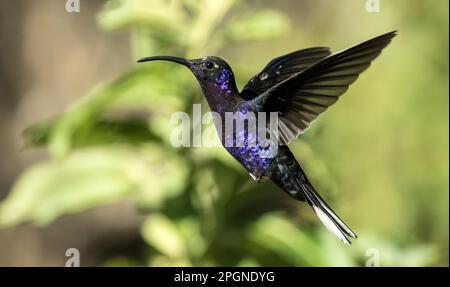 Primer plano del colibrí Sabrewing violeta en vuelo, Panamá. Foto de stock