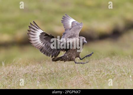 Gran Skua, grandes skuas (Stercorarius skua) Skua, Skuas, gaviotas, animales, aves, Gran Skua adulto, en vuelo, aterrizando en la hierba, Islas Shetland Foto de stock