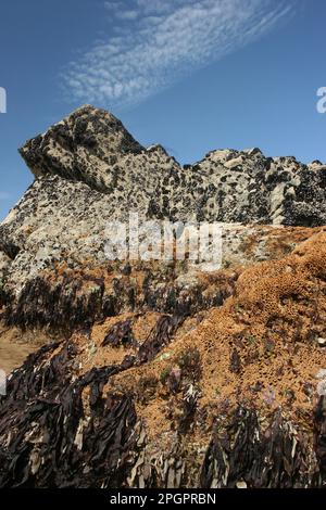 Colonia tubular de arrecifes del gusano panal (Sabellaria alveolata), en la costa rocosa expuesta, Bahía de Sandymouth, Cornualles, Inglaterra, Reino Unido Foto de stock